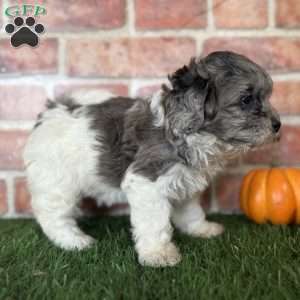 Maple, Shih-Poo Puppy